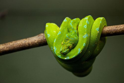 green snake on brown tree branch